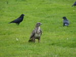 FZ022367 Buzzard (Buteo buteo).jpg